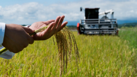 В Крыму впервые за 8 лет возобновили возделывание риса